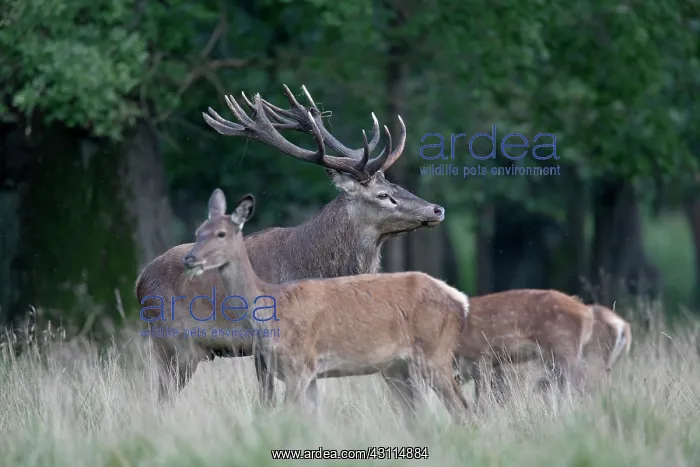 : Red Deer (Cervus elaphus) stag with three hinds standing in a meadow at : Red Deer (Cervus elaphus) stag with three hinds standing in a meadow at