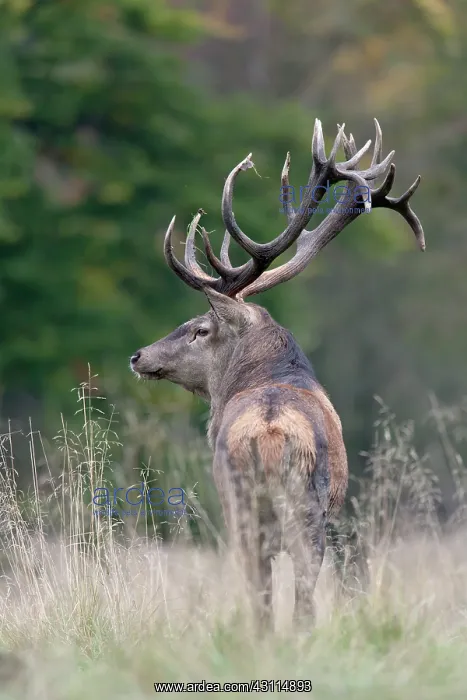 : Red Deer (Cervus elaphus) stag standing in a meadow : Red Deer (Cervus elaphus) stag standing in a meadow
