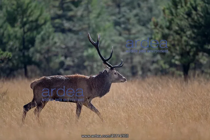 : Red Deer (Cervus elaphus) stag walking in forest aisle : Red Deer (Cervus elaphus) stag walking in forest aisle