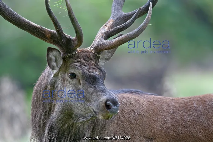 : Red Deer. Portrait of a Red Deer (Cervus elaphus) stag : Red Deer. Portrait of a Red Deer (Cervus elaphus) stag