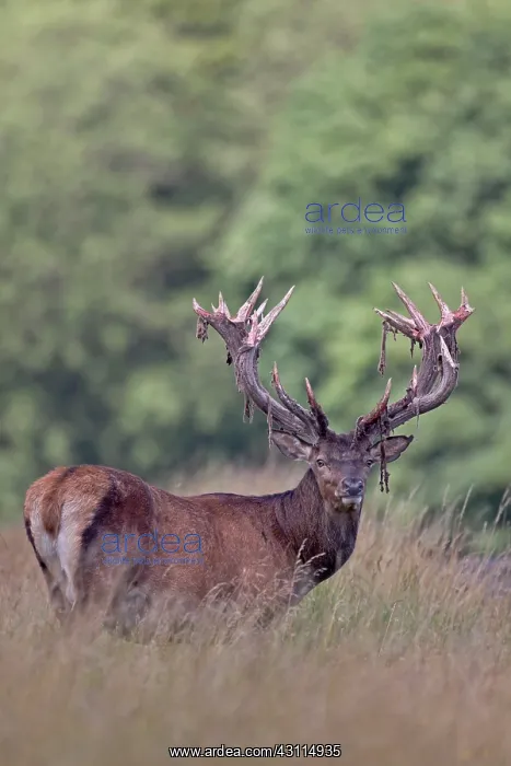 : Red Deer (Cervus elaphus) stag with velvet antlers standing in high vegetation : Red Deer (Cervus elaphus) stag with velvet antlers standing in high vegetation