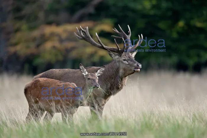 : Red Deer (Cervus elaphus) stag and hind standing in a meadow : Red Deer (Cervus elaphus) stag and hind standing in a meadow