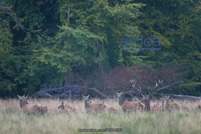 : Red Deer (Cervus elaphus) stag and hinds standing in a meadow : Red Deer (Cervus elaphus) stag and hinds standing in a meadow