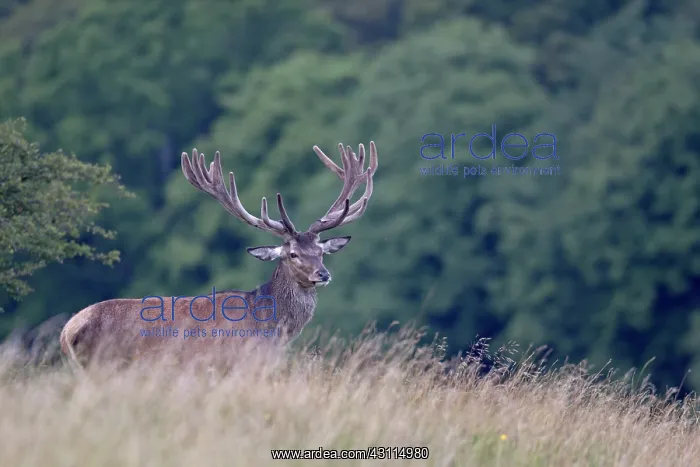 : Red Deer (Cervus elaphus) stag with velvet antlers standing in high vegetation : Red Deer (Cervus elaphus) stag with velvet antlers standing in high vegetation