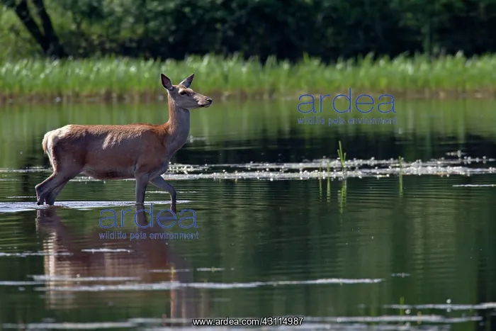 : Red Deer (Cervus elaphus) hind crossing a pond : Red Deer (Cervus elaphus) hind crossing a pond