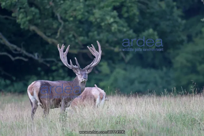: Red Deer (Cervus elaphus) stags with velvet antlers standing in high vegetation : Red Deer (Cervus elaphus) stags with velvet antlers standing in high vegetation