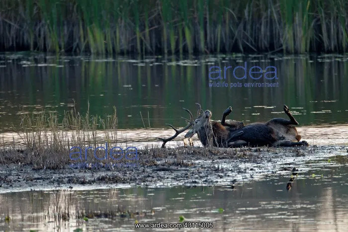 : Red Deer (Cervus elaphus) stag taking a mud bath in a pond : Red Deer (Cervus elaphus) stag taking a mud bath in a pond