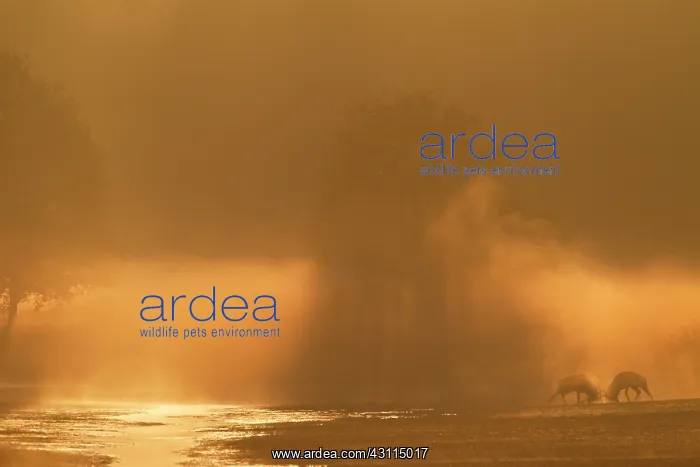  : Red Deer. Two Red Deer (Cervus elaphus) stags fighting at dawn