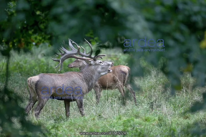 : Red Deer (Cervus elaphus) stag belling with a hind in the background : Red Deer (Cervus elaphus) stag belling with a hind in the background