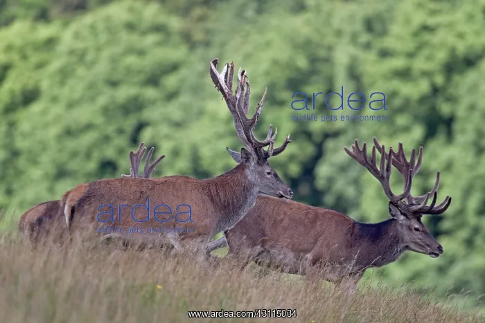 : Red Deer. Three Red Deer (Cervus elaphus) stags with velvet antlers standing : Red Deer. Three Red Deer (Cervus elaphus) stags with velvet antlers standing