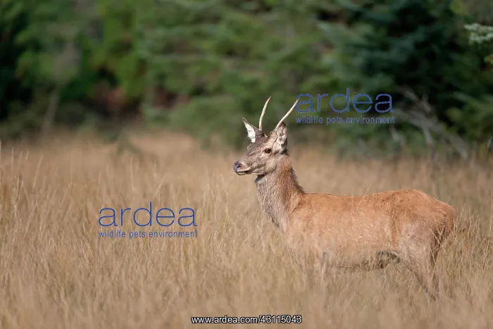 : Red Deer (Cervus elaphus) standing in forest aisle : Red Deer (Cervus elaphus) standing in forest aisle