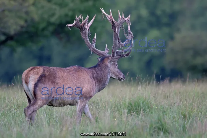 : Red Deer (Cervus elaphus) stag with velvet antlers standing in high vegetation : Red Deer (Cervus elaphus) stag with velvet antlers standing in high vegetation