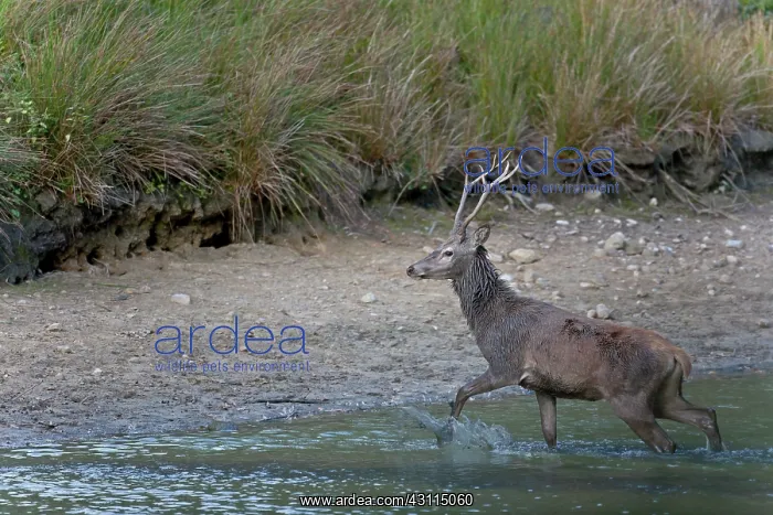 : Red Deer (Cervus elaphus) stag crossing a pond : Red Deer (Cervus elaphus) stag crossing a pond