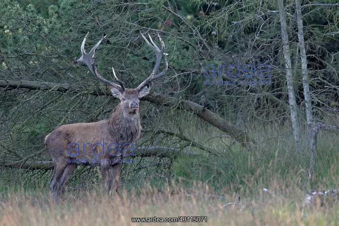 : Red Deer (Cervus elaphus) stag at the forest edge : Red Deer (Cervus elaphus) stag at the forest edge