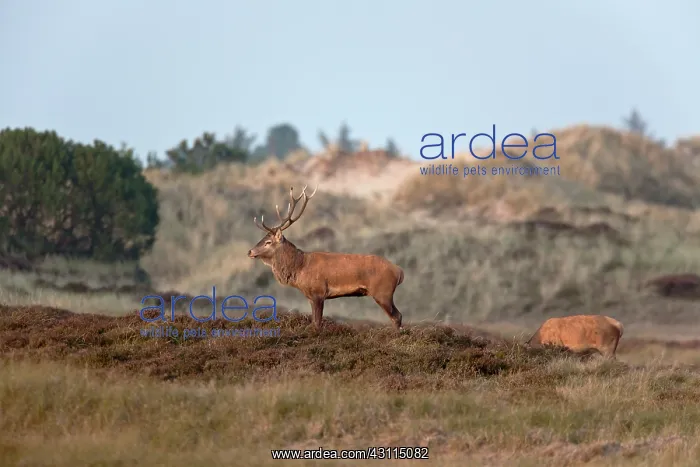: Red Deer (Cervus elaphus) stag and hind in hilly heathland : Red Deer (Cervus elaphus) stag and hind in hilly heathland
