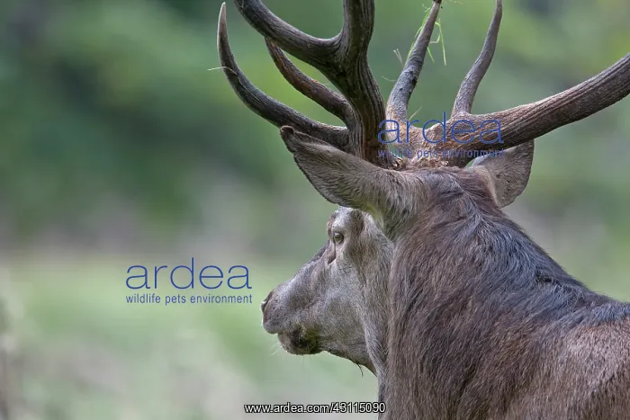 : Red Deer. Portrait of a Red Deer (Cervus elaphus) : Red Deer. Portrait of a Red Deer (Cervus elaphus)