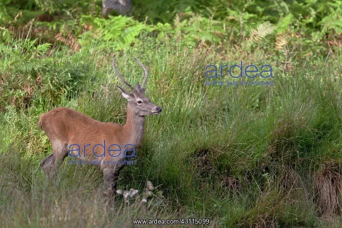 : Red Deer (Cervus elaphus) with velvet antlers standing in high vegetation : Red Deer (Cervus elaphus) with velvet antlers standing in high vegetation