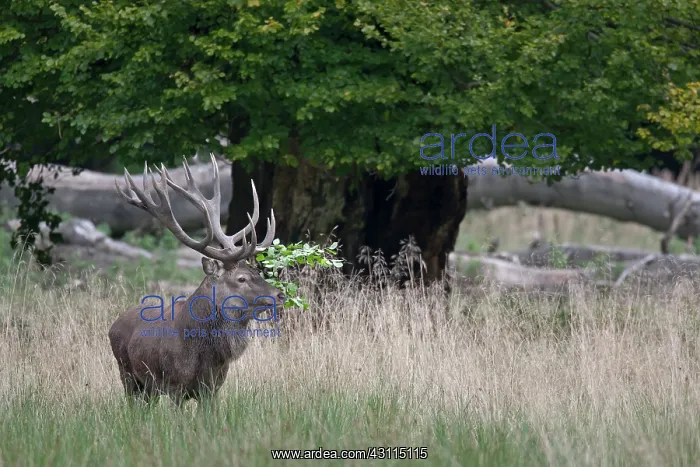 : Red Deer (Cervus elaphus) stag with a beech branch in his antlers : Red Deer (Cervus elaphus) stag with a beech branch in his antlers