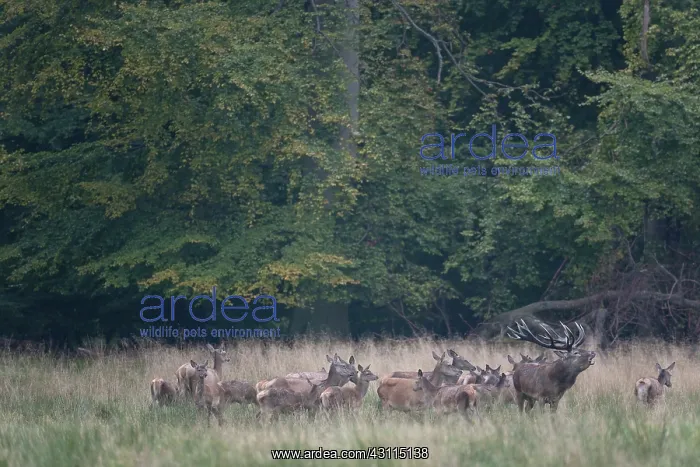 : Red Deer (Cervus elaphus) stag belling in a meadow amidst group of hinds and fawns : Red Deer (Cervus elaphus) stag belling in a meadow amidst group of hinds and fawns