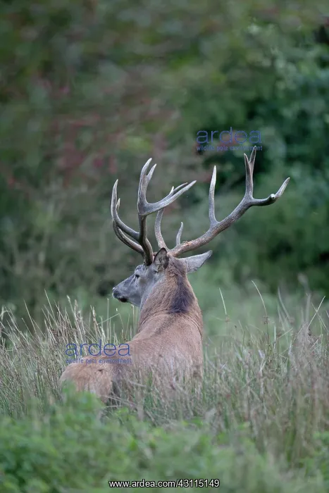 : Red Deer (Cervus elaphus) stag standing in high vegetation : Red Deer (Cervus elaphus) stag standing in high vegetation