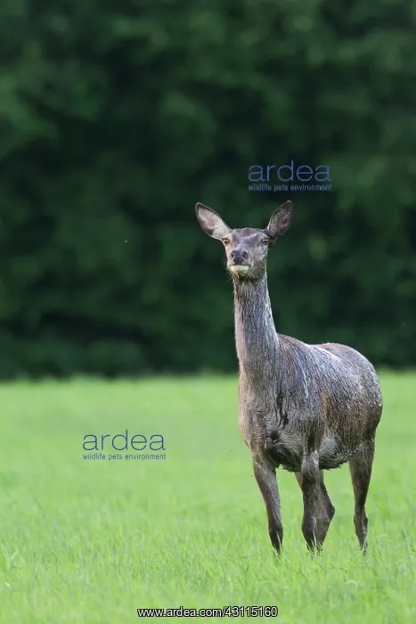: Red Deer (Cervus elaphus) hind standing in a field : Red Deer (Cervus elaphus) hind standing in a field