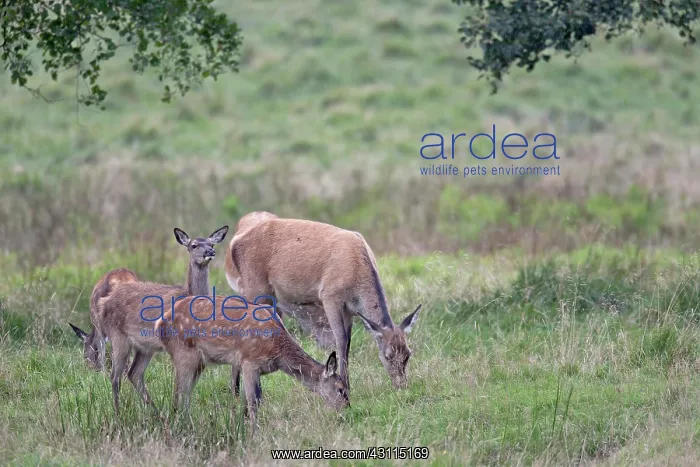 : Red Deer (Cervus elaphus) hinds and dam in rain standing in a meadow : Red Deer (Cervus elaphus) hinds and dam in rain standing in a meadow