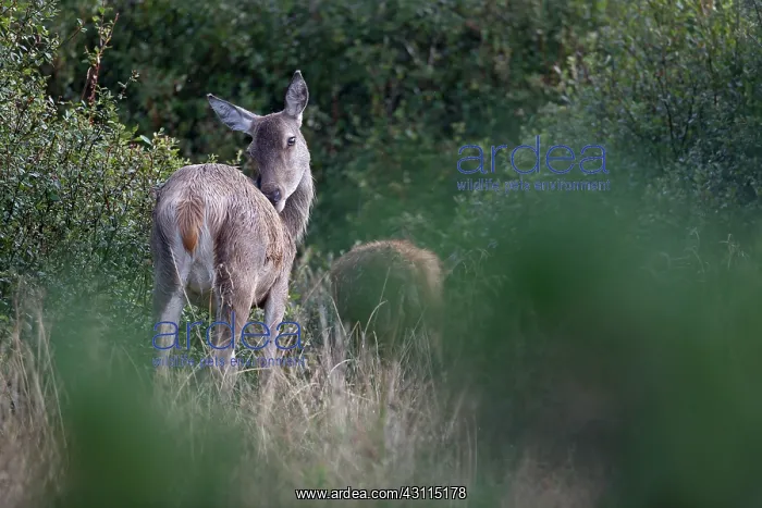 : Red Deer (Cervus elaphus) hinds and calfs standing in a swamp meadow : Red Deer (Cervus elaphus) hinds and calfs standing in a swamp meadow