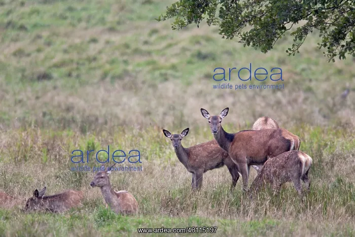 : Red Deer (Cervus elaphus) hinds and dams in rain standing in a meadow : Red Deer (Cervus elaphus) hinds and dams in rain standing in a meadow