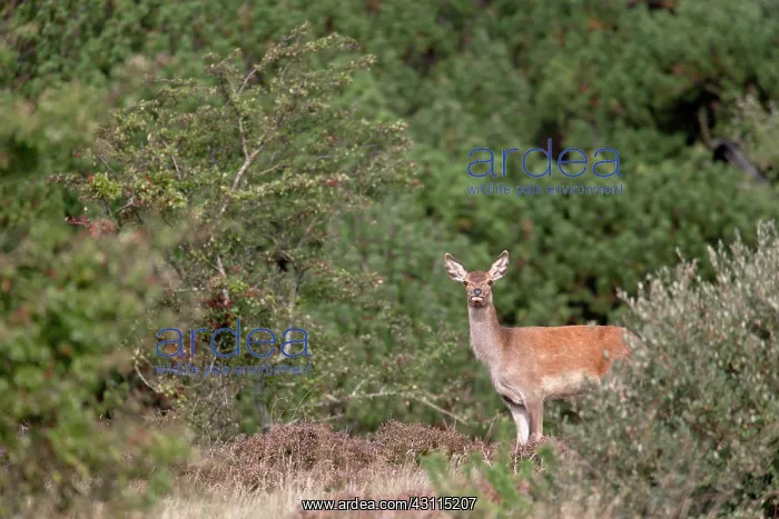 : Red Deer (Cervus elaphus) calf standing in heath : Red Deer (Cervus elaphus) calf standing in heath