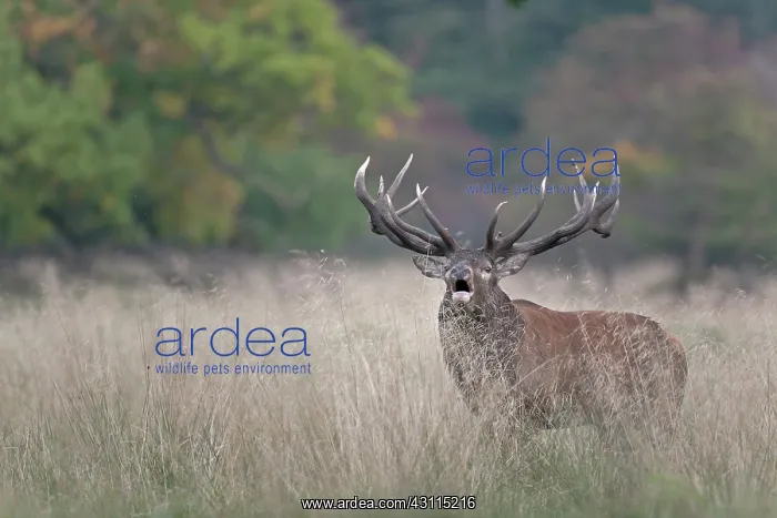 : Red Deer (Cervus elaphus) stag belling in high vegetation : Red Deer (Cervus elaphus) stag belling in high vegetation