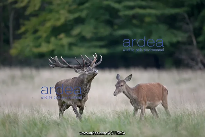 : Red Deer (Cervus elaphus) stag impressing hind in the rutting season : Red Deer (Cervus elaphus) stag impressing hind in the rutting season