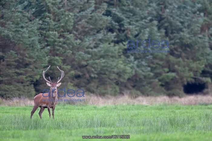: Red Deer (Cervus elaphus) stag with abnormally antler standing in a forest meadow : Red Deer (Cervus elaphus) stag with abnormally antler standing in a forest meadow