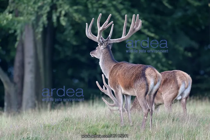 : Red Deer (Cervus elaphus) stags with velvet antler standing in high vegetation : Red Deer (Cervus elaphus) stags with velvet antler standing in high vegetation