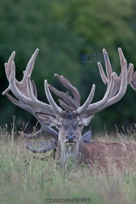 : Red Deer (Cervus elaphus) stags with velvet antler lying in high vegetation : Red Deer (Cervus elaphus) stags with velvet antler lying in high vegetation