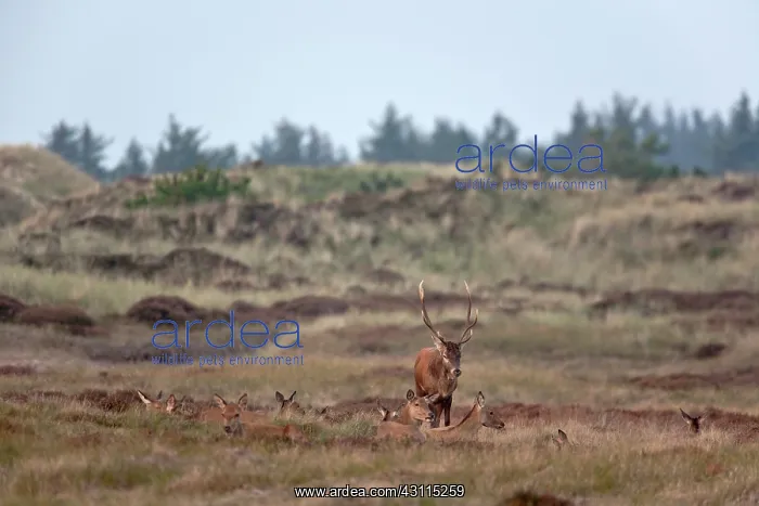 : Red Deer (Cervus elaphus) stag : Red Deer (Cervus elaphus) stag