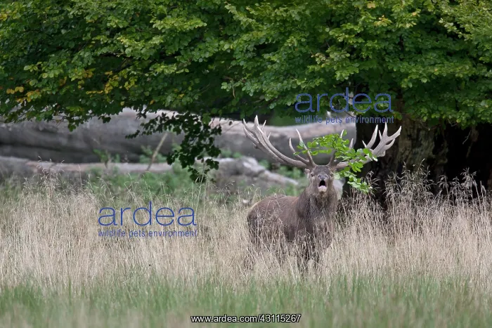 : Red Deer (Cervus elaphus) stag roaring with a beech branch in his antler : Red Deer (Cervus elaphus) stag roaring with a beech branch in his antler