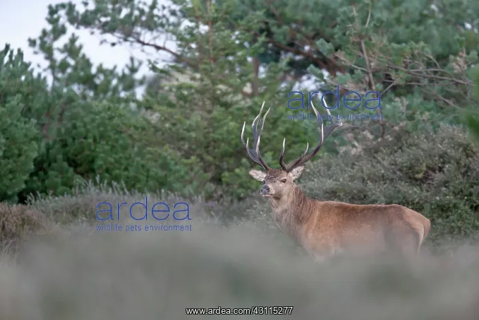 : Red Deer (Cervus elaphus) stag in heath : Red Deer (Cervus elaphus) stag in heath