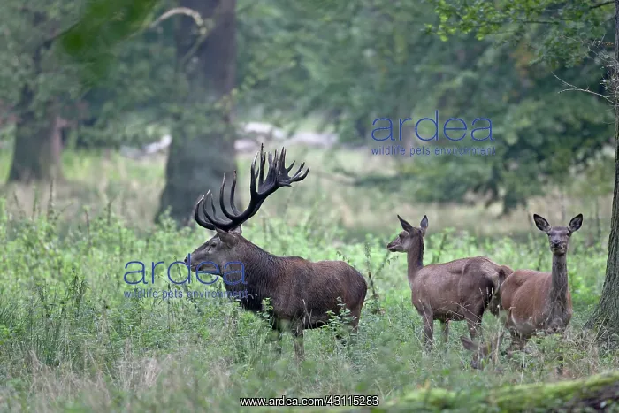: Red Deer (Cervus elaphus) stag and hinds standing in an oak forest : Red Deer (Cervus elaphus) stag and hinds standing in an oak forest