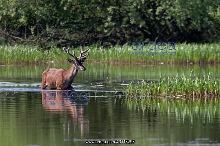 : Red Deer (Cervus elaphus) stag with velvet antler crossing a lake : Red Deer (Cervus elaphus) stag with velvet antler crossing a lake