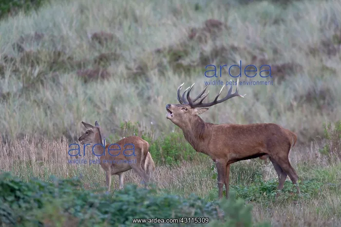 : Red Deer (Cervus elaphus) stag roaring and standing behind a hind : Red Deer (Cervus elaphus) stag roaring and standing behind a hind