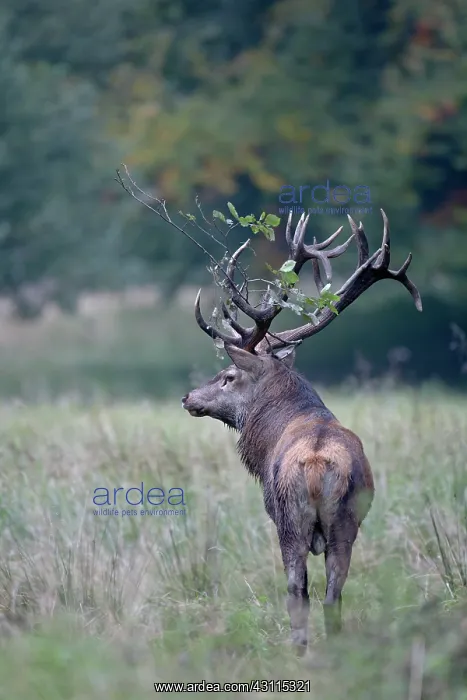 : Red Deer (Cervus elaphus) stag standing in a meadow with an alder branch in his antler : Red Deer (Cervus elaphus) stag standing in a meadow with an alder branch in his antler