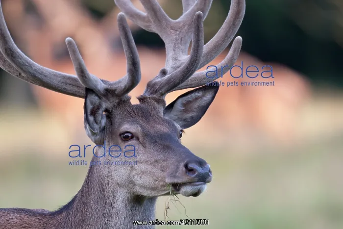 : Red Deer. Portrait of a Red Deer (Cervus elaphus) stag with velvet antler : Red Deer. Portrait of a Red Deer (Cervus elaphus) stag with velvet antler