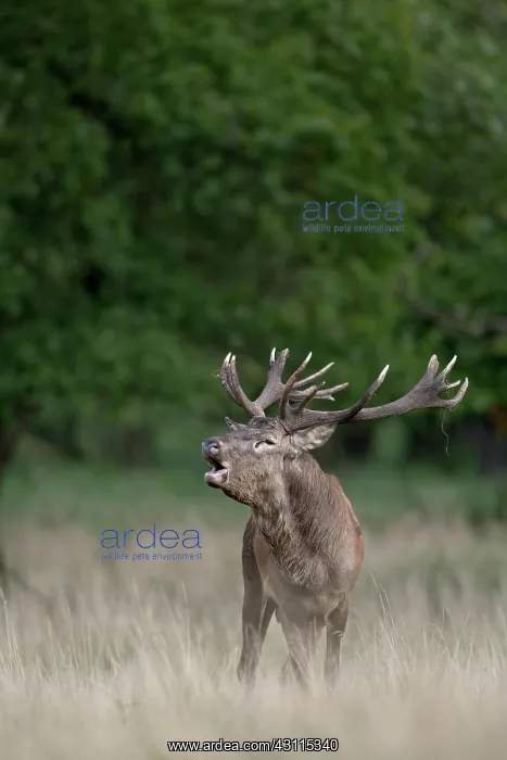 : Red Deer (Cervus elaphus) stag roaring : Red Deer (Cervus elaphus) stag roaring