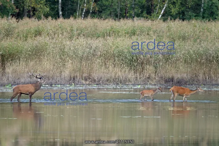 : Red Deer (Cervus elaphus) stag : Red Deer (Cervus elaphus) stag