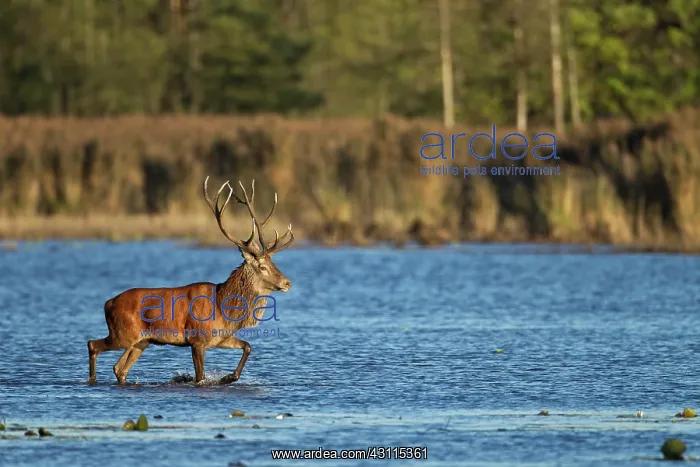 : Red Deer (Cervus elaphus) stag crossing a pond : Red Deer (Cervus elaphus) stag crossing a pond
