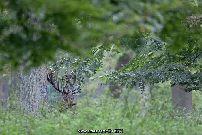 : Red Deer (Cervus elaphus) stag standing in a forest with a beech branch in his antler : Red Deer (Cervus elaphus) stag standing in a forest with a beech branch in his antler