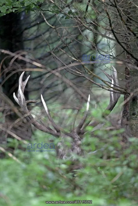 : Red Deer. Portrait of a Red Deer (Cervus elaphus) stag resting in high vegetation : Red Deer. Portrait of a Red Deer (Cervus elaphus) stag resting in high vegetation
