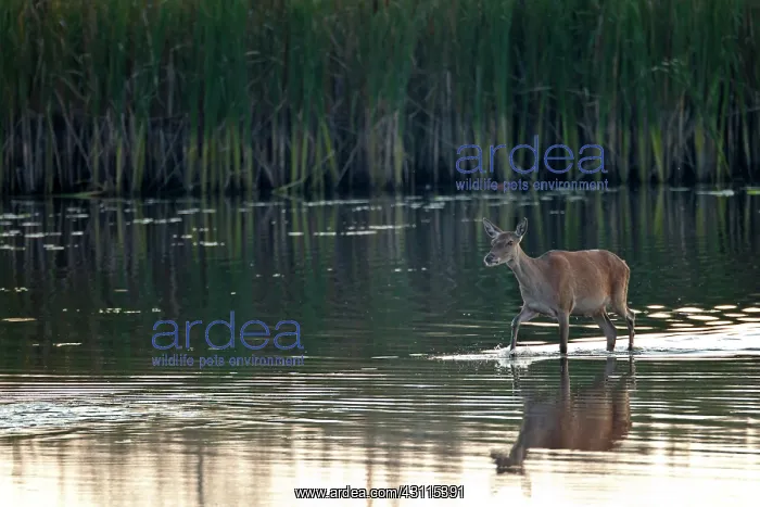  : Red Deer (Cervus elaphus) hind with reflection crossing a pond