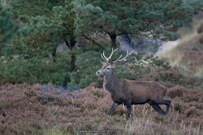 : Red Deer (Cervus elaphus) stag in heath : Red Deer (Cervus elaphus) stag in heath