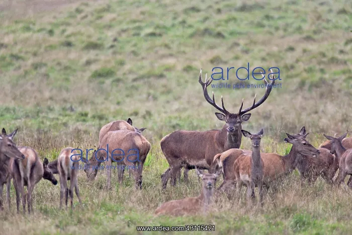 : Red Deer (Cervus elaphus) stag : Red Deer (Cervus elaphus) stag